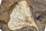 Fossil Ginkgo Leaf From North Dakota - Paleocene #234571-1